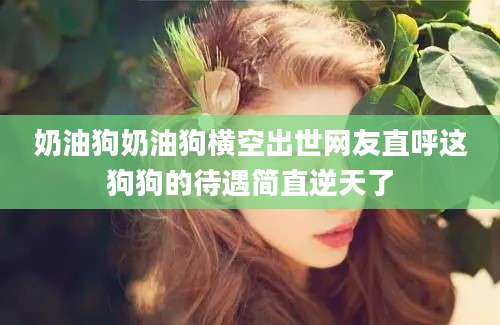 奶油狗奶油狗横空出世网友直呼这狗狗的待遇简直逆天了