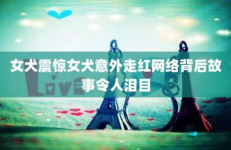 女犬震惊女犬意外走红网络背后故事令人泪目
